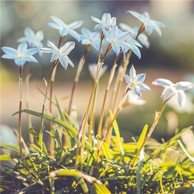 丰禾棋牌手机app下载